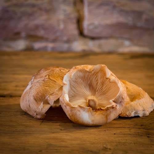 Le champignon shiitake  – France